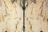 Tall, Petrified Wood Bookends - Washington #231793-2